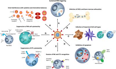 How Viruses Contribute to the Pathogenesis of Hemophagocytic Lymphohistiocytosis